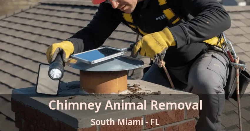 Chimney Animal Removal South Miami - FL
